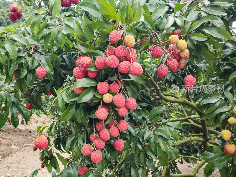 挂满荔枝的荔枝树