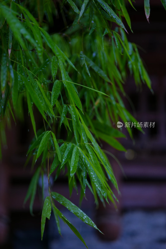 雨天清新植物特写