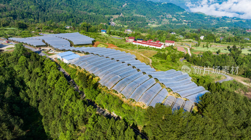 乡村振兴产业先行 车厘子种植产业大棚