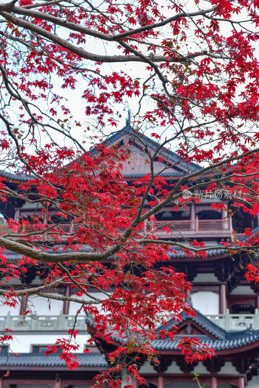 红枫叶古建筑背景