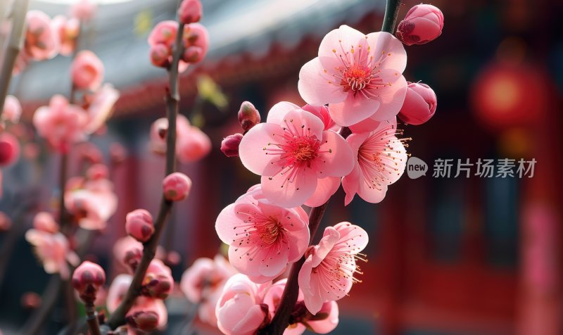 宫廷梅花盛开初春花朵清新淡雅背景