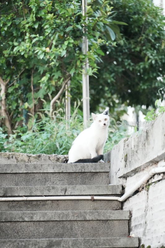 江南小猫