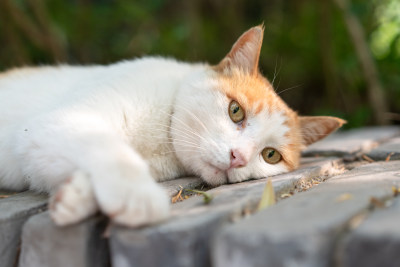 躺在墙上休息小猫旅行假日可爱