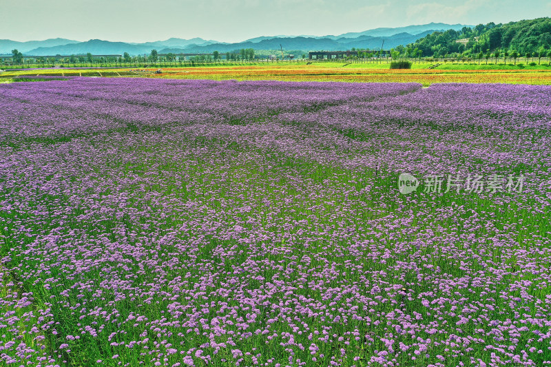 江西景德镇高岭村花海