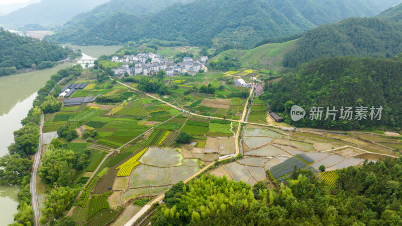 浙江丽水松阳县吕潭村茶叶种植为产业