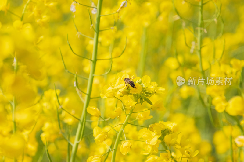 油菜花上采蜜蜜蜂特写镜头