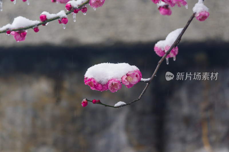 武汉东湖梅园雪中梅花盛开