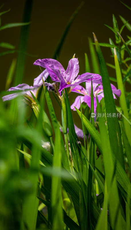 洛阳王城公园水仙花开