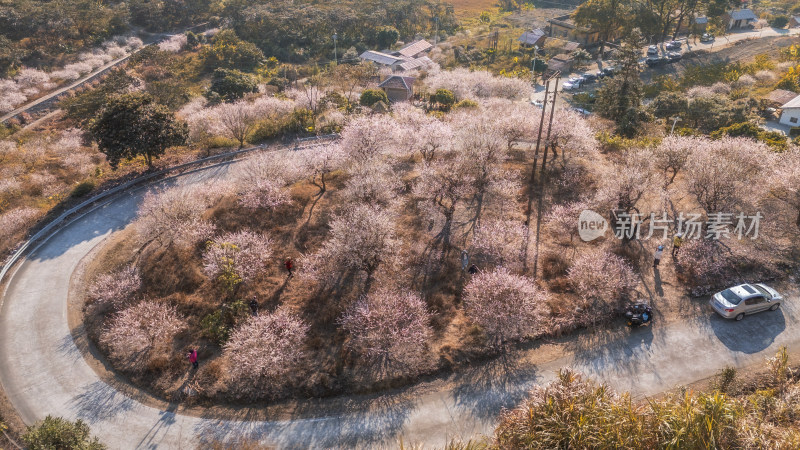 梅花盛开时的盘山公路航拍景象