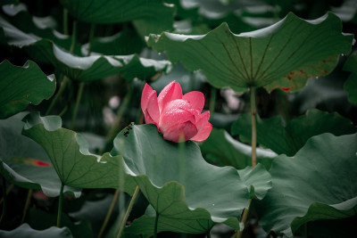 雨后荷花