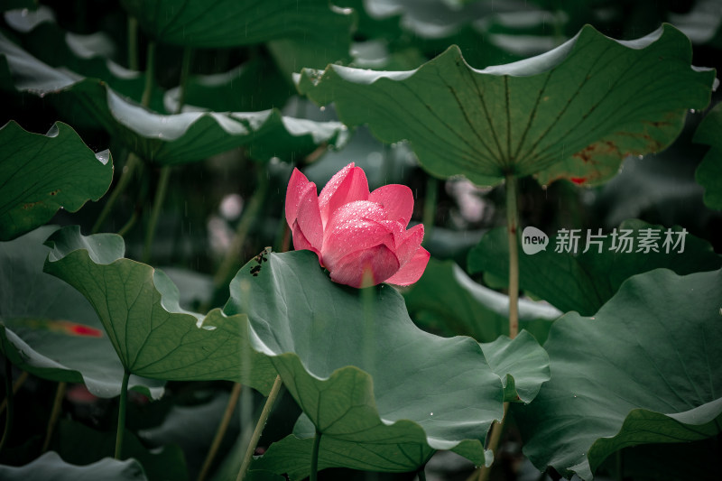 雨后荷花