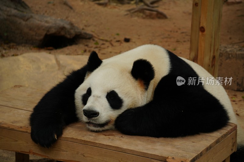 趴在木台上休憩的大熊猫