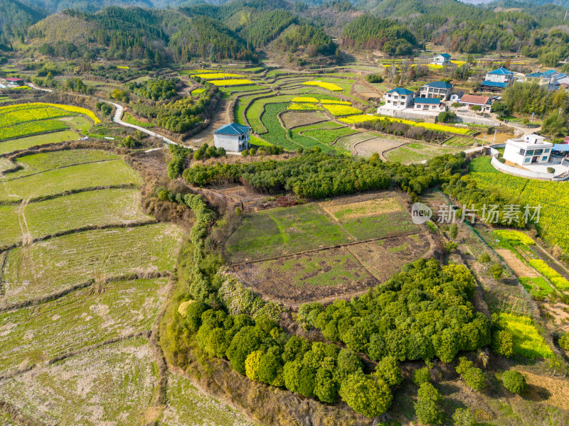 丘陵山川农田油菜花美丽乡村航拍摄影图