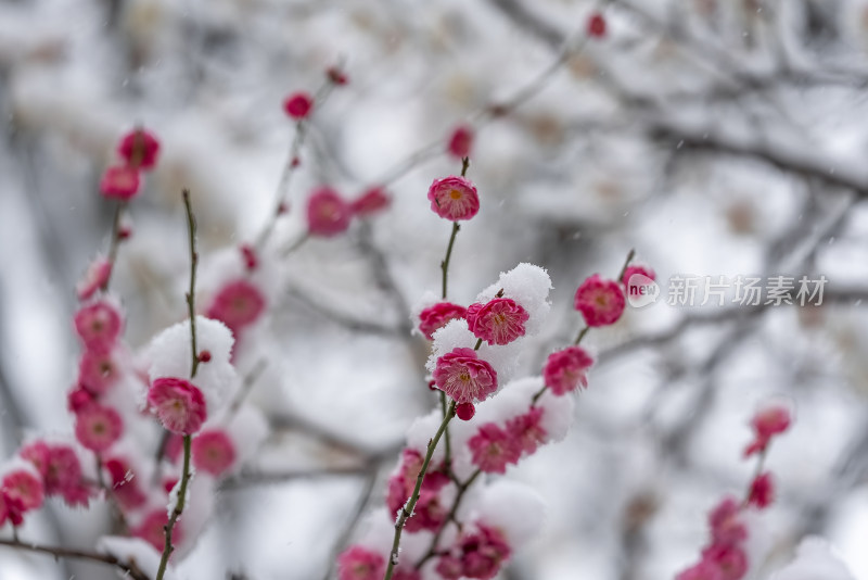 春天公园里雪中盛开的梅花