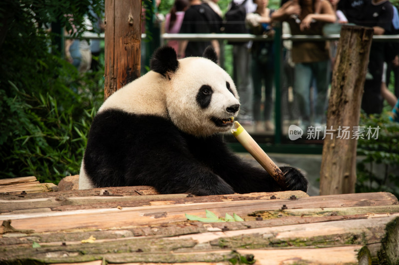 南京红山动物园憨态可掬的大熊猫吃竹子