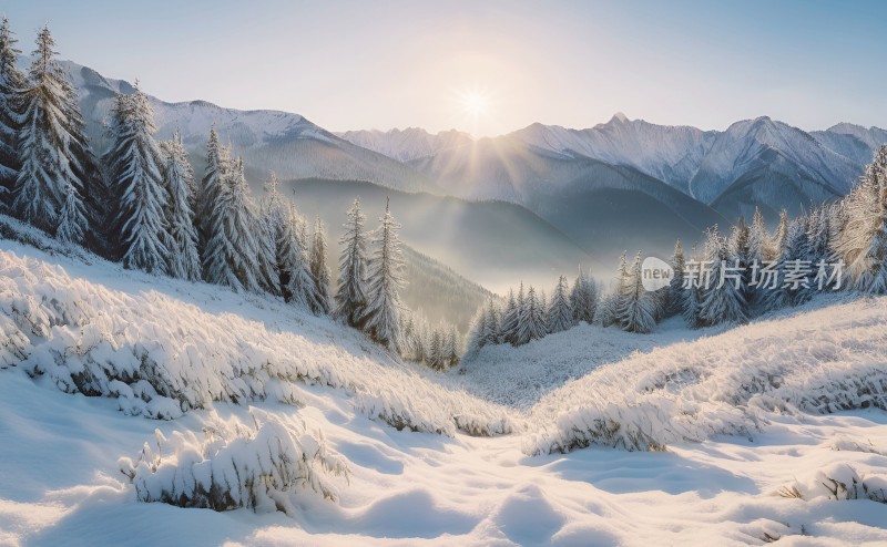 冬季森林白雪覆盖风景