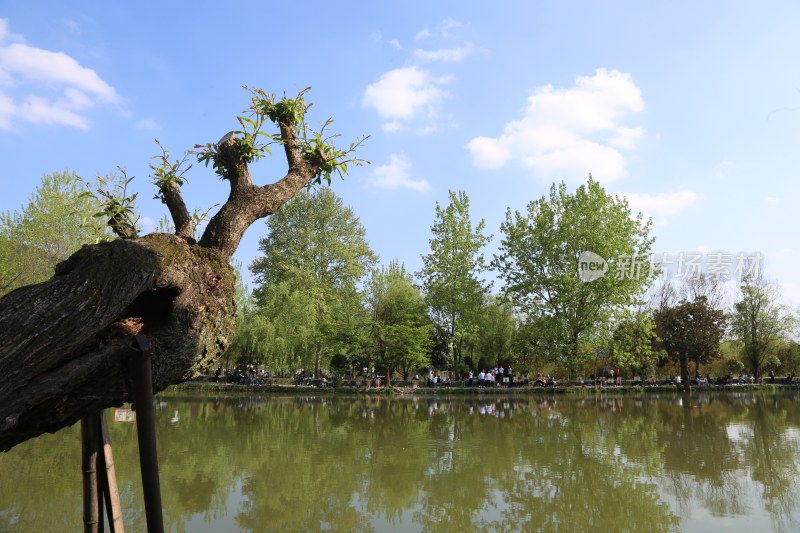 水边树木环绕的自然风景