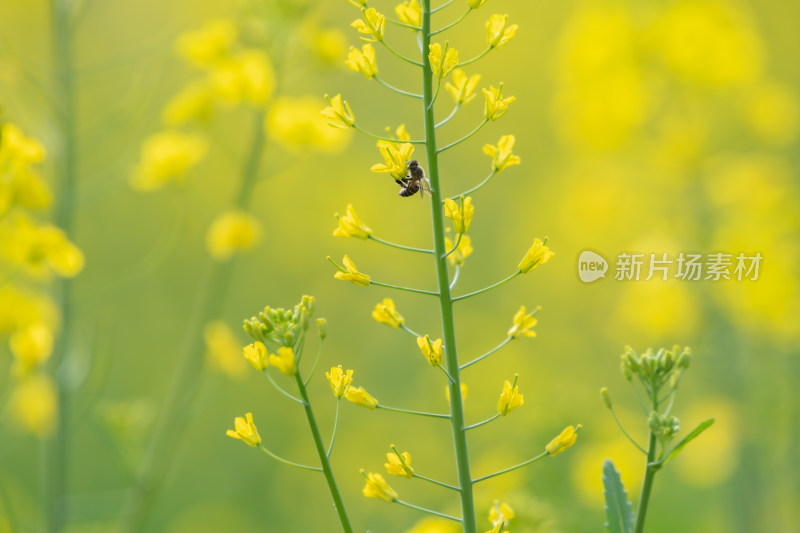 春天油菜花和蜜蜂