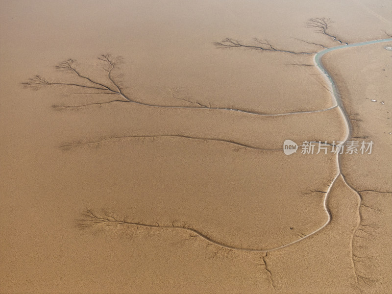 黄河口湿地美景