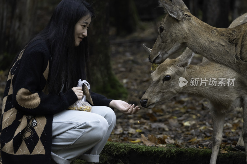 女生投喂梅花鹿