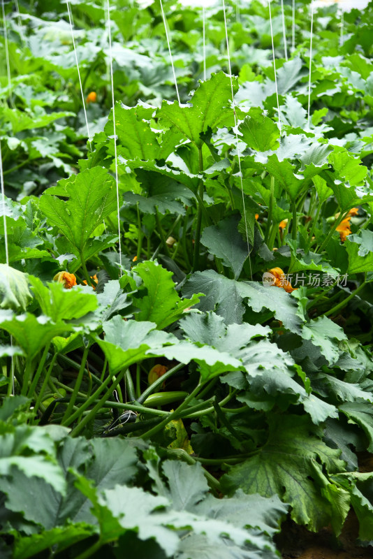 温室大棚蔬菜西葫芦种植