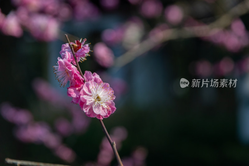 杭州曲院风荷盛开的粉色梅花特写