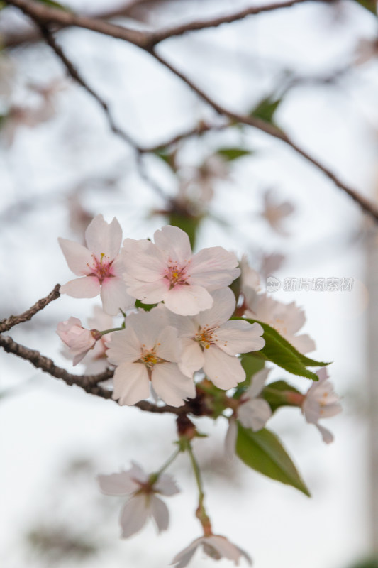 杭州钱塘江樱花大道花朵娇艳