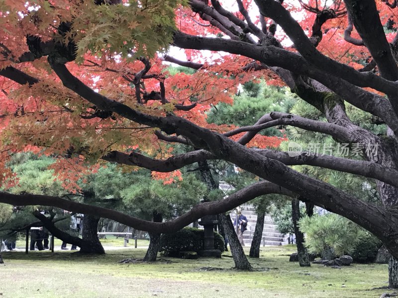 日本京都的秋天