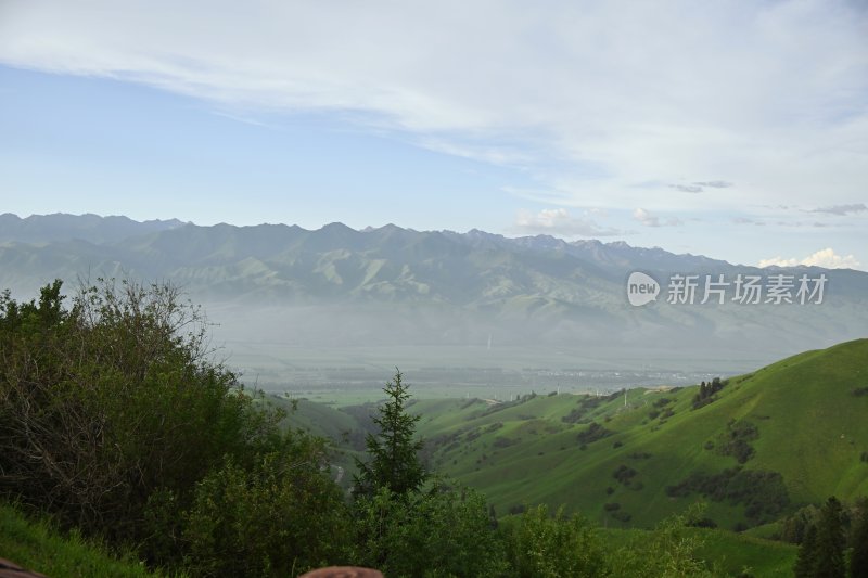 夏塔新疆伊犁草原的牛马和风