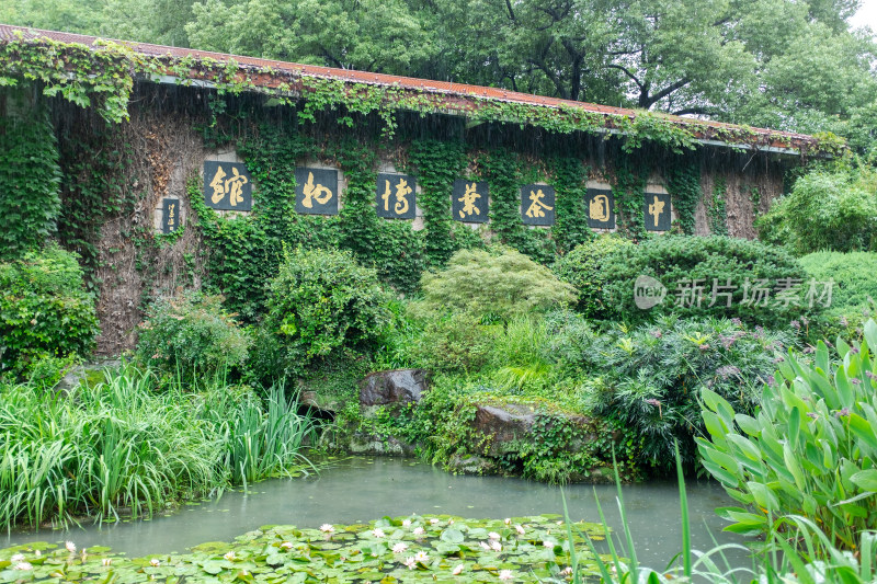 游客游览 杭州的中国茶叶博物馆的双峰馆