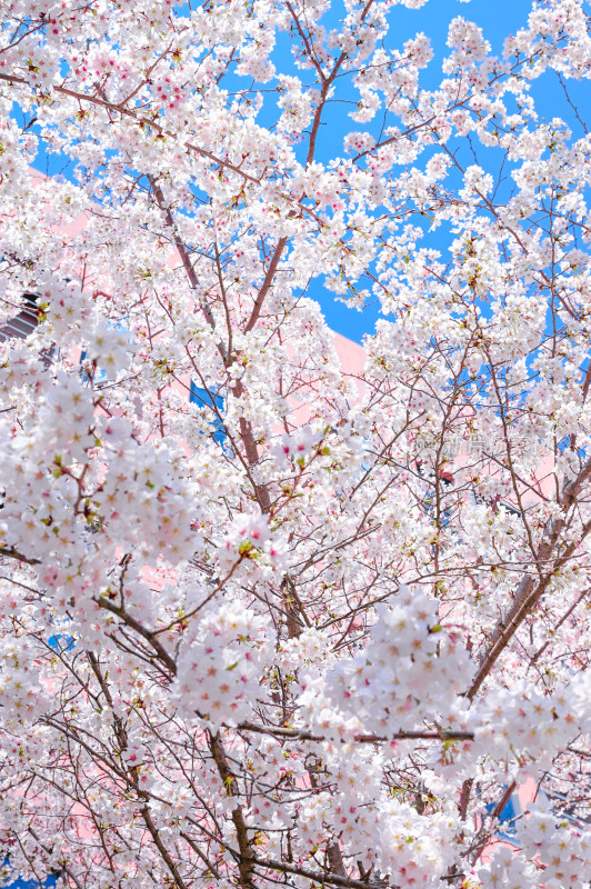 春日里的樱花