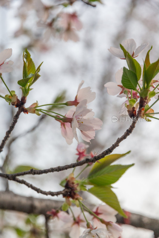 杭州钱塘江樱花大道花朵娇艳