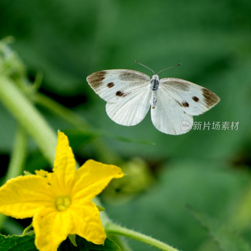 蝴蝶花蝴蝶传粉舞蹈