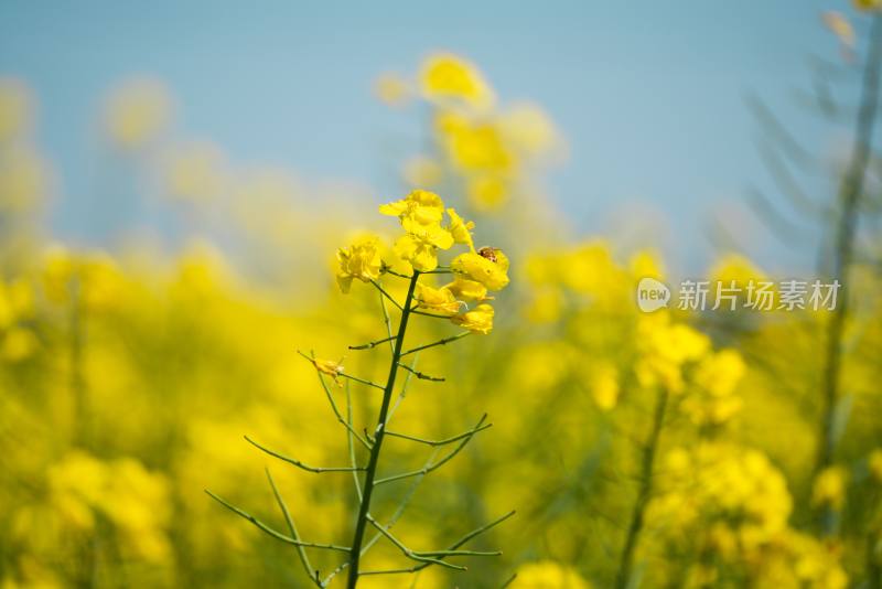 蜜蜂与油菜花