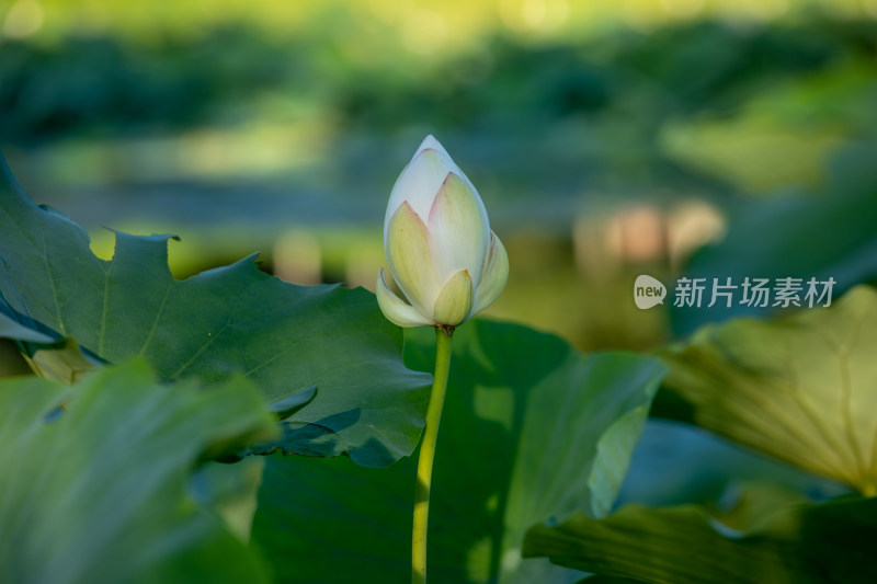 荷花花骨朵荷叶图片