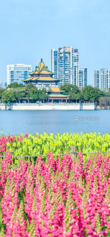 佛山市顺峰山公园盛开的金鱼草花海