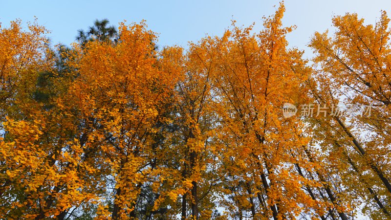 秋日金黄树林景观