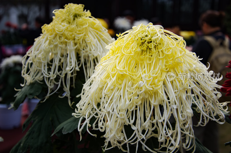 重庆园博园菊花自然风光金秋菊花展