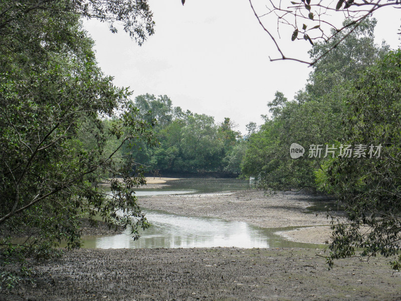 新加坡双溪布洛湿地保护区自然风光