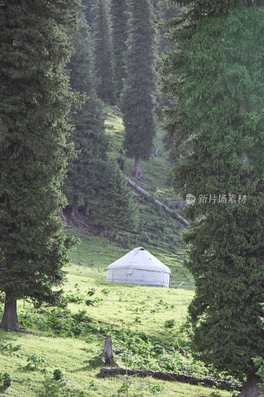 夏塔新疆伊犁草原的牛马和风