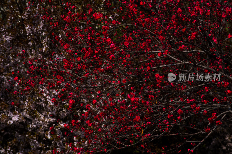 盛开的红色花朵