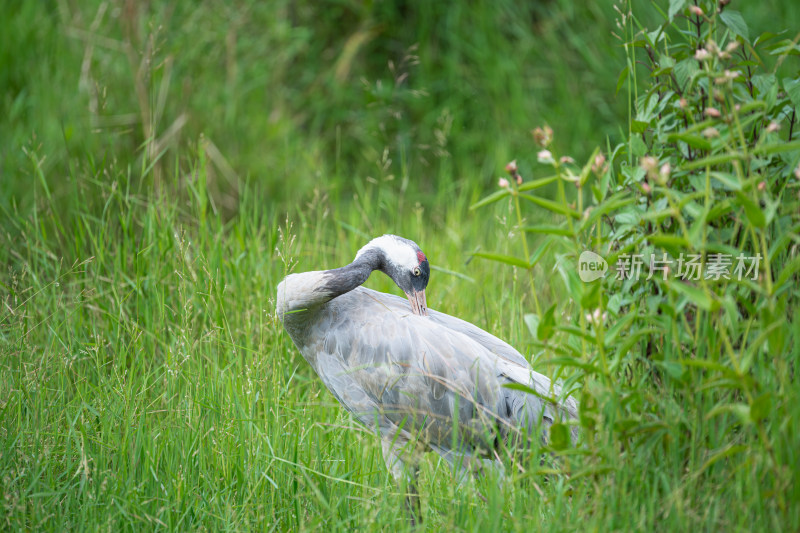 栖息在草地上的灰鹤