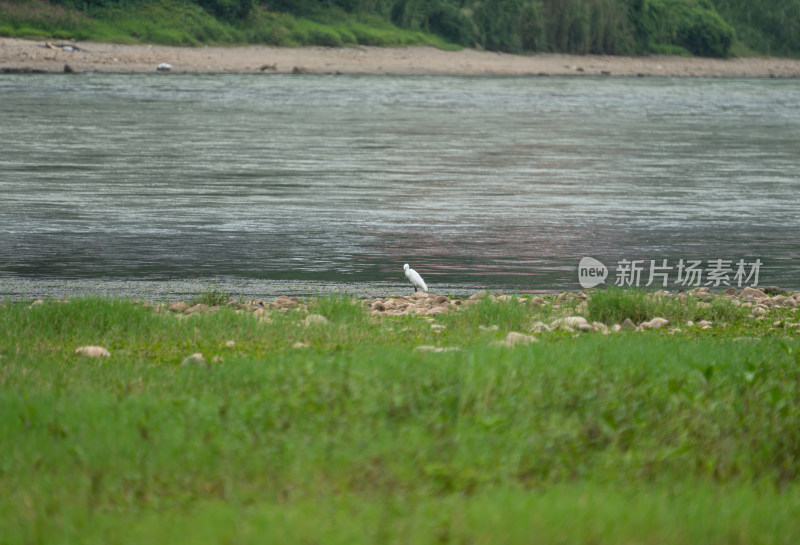 澜沧江河边站立的白鹭