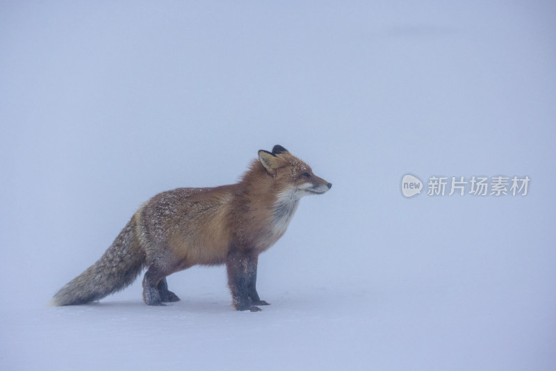 雪地中行走的狐狸