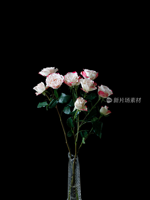 黑色背景上的一束粉色插花玫瑰花