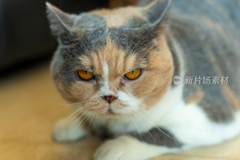 小猫一只