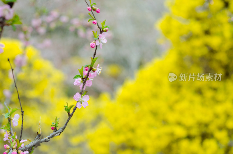 春天一枝花