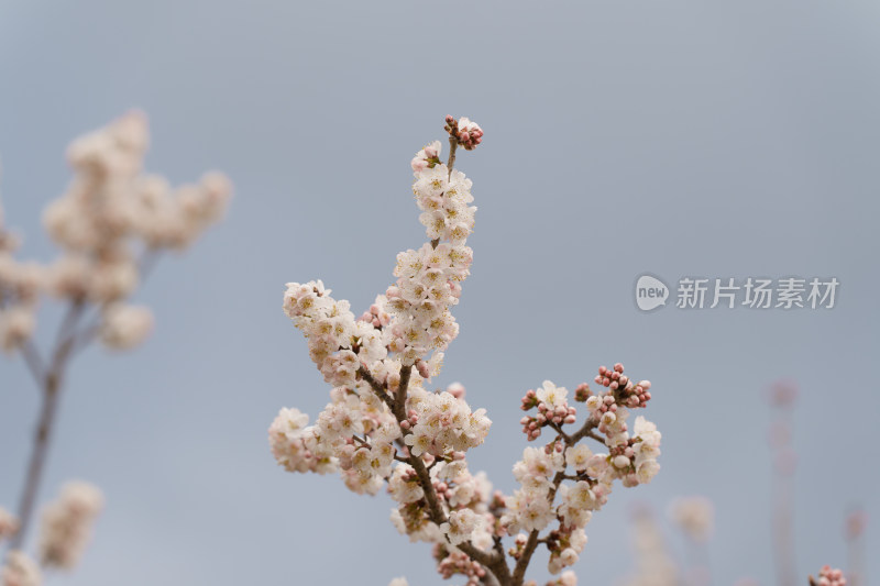 盛开的杏梅花