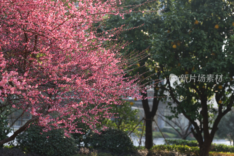 树上红色梅花的特写镜头