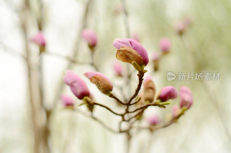 满树盛开的玉兰花